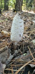 Coprinus comatus
