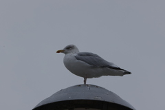 Larus argentatus