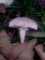 Agaricus campestris