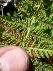 Woodsia montevidensis