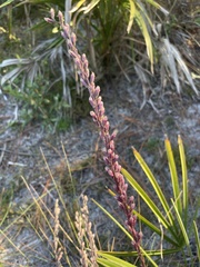 Liatrinae