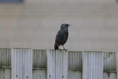 Sturnus vulgaris