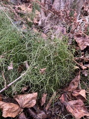 Equisetum scirpoides