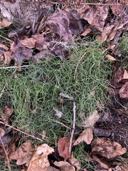 Equisetum scirpoides