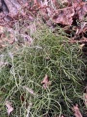 Equisetum scirpoides