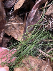 Equisetum scirpoides