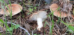 Leucopaxillus gentianeus