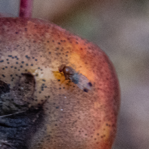 Spotted-winged Drosophila photo 5