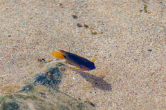 Stegastes rocasensis