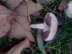 Agaricus campestris