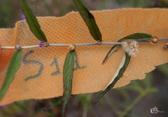 Lepidaploa cotoneaster