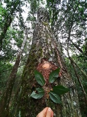 Handroanthus heptaphyllus