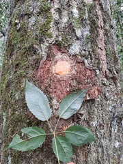 Handroanthus heptaphyllus