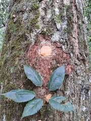 Handroanthus heptaphyllus