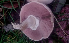 Agaricus campestris