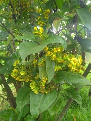 Smallanthus pyramidalis
