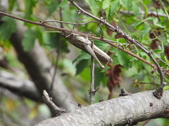 Schistocerca impleta