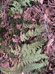 Dryopteris
