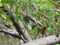 Schistocerca impleta