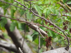 Schistocerca impleta