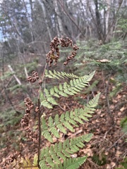 Dryopteris