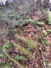 Dryopteris