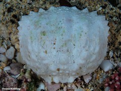 Calappa granulata