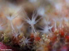 Canarya canariensis