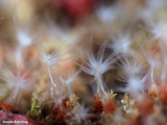 Canarya canariensis