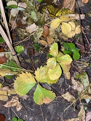 Fragaria