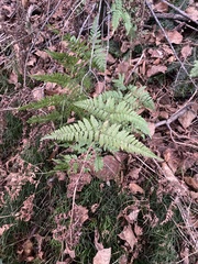 Dryopteris
