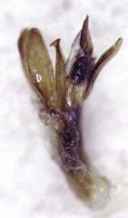 Camiarites convexus