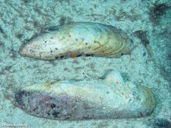 Leiosolenus aristatus