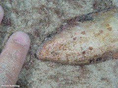 Leiosolenus aristatus