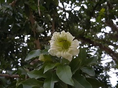 Parmentiera aculeata