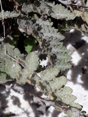 Cheilanthes buchtienii