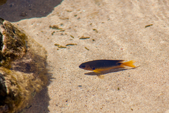 Stegastes rocasensis