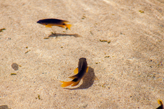 Stegastes rocasensis