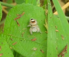 Phidippus pacosauritus