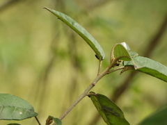 Phyllobaenus obscurus