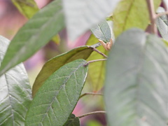 Phyllobaenus obscurus