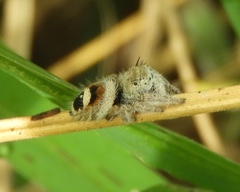 Phidippus pacosauritus