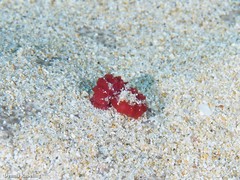 Stibarobdella macrothela