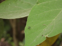 Condylostylus quadricolor