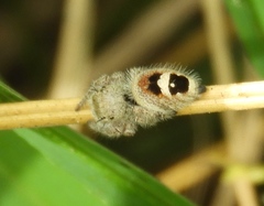 Phidippus pacosauritus