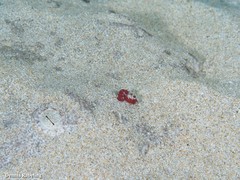 Stibarobdella macrothela