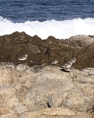Calidris virgata