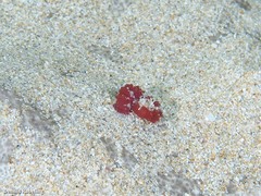 Stibarobdella macrothela