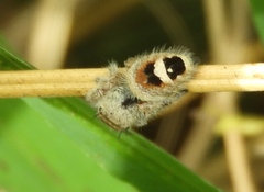 Phidippus pacosauritus