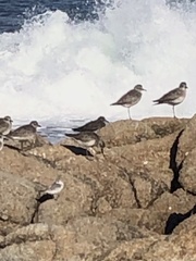 Calidris virgata